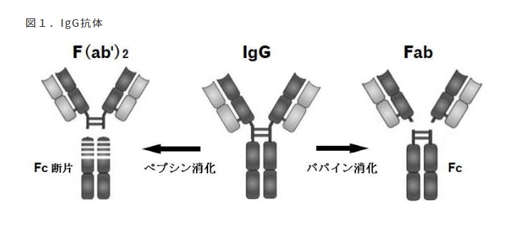 図1. IgG抗体