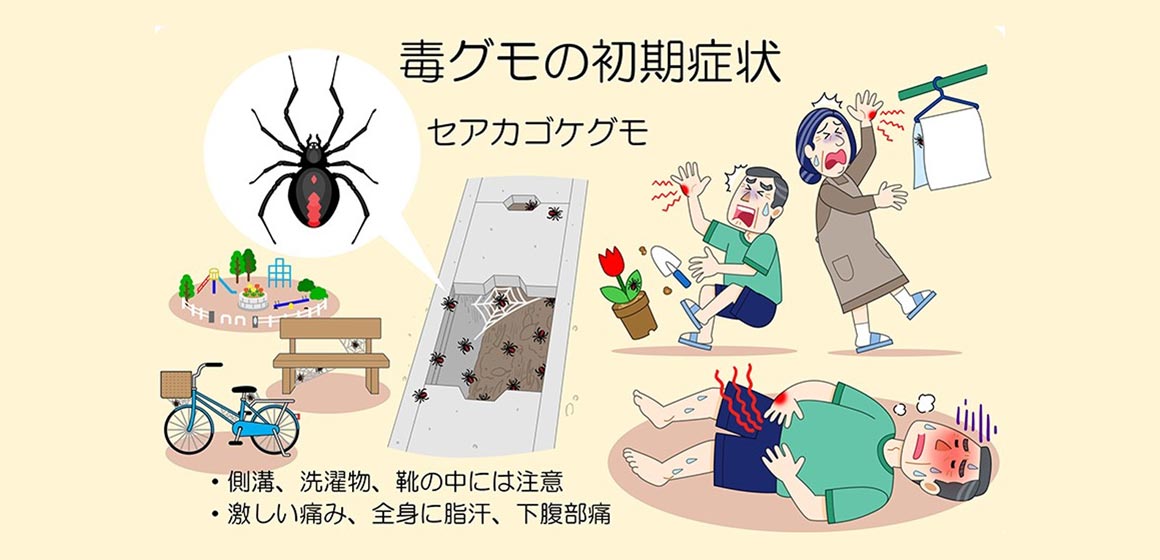 毒グモの初期症状:側溝、洗濯物、靴の中には注意。激しい痛み、全身の脂汗、下腹部痛。