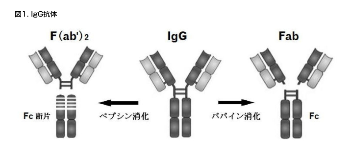 図1. IgG抗体