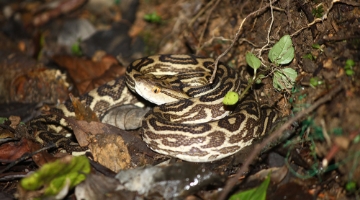 Habu (Protobothrops flavoviridis)