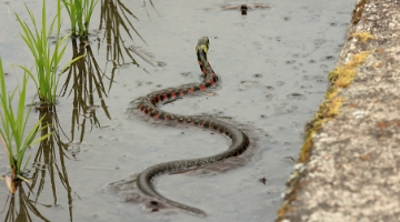 Yamakagashi (Rhabdophis tigrinus)