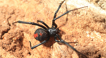 Redback spider (Latrodectus hasselti)