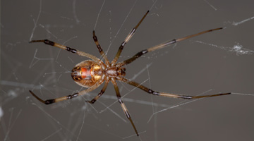 Other spider envenomation