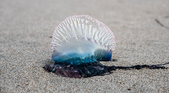 Portuguese Man-of-War(Scientific name: Physalia physalis utriculus)