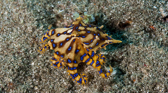 Blue-Ringed Octopus (Scientific name: Hapalochlaena fasciata)