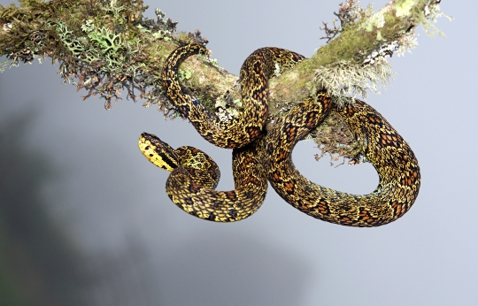 Habu (Protobothrops flavoviridis)