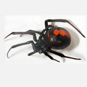 Redback spider (Latrodectus hasselti)