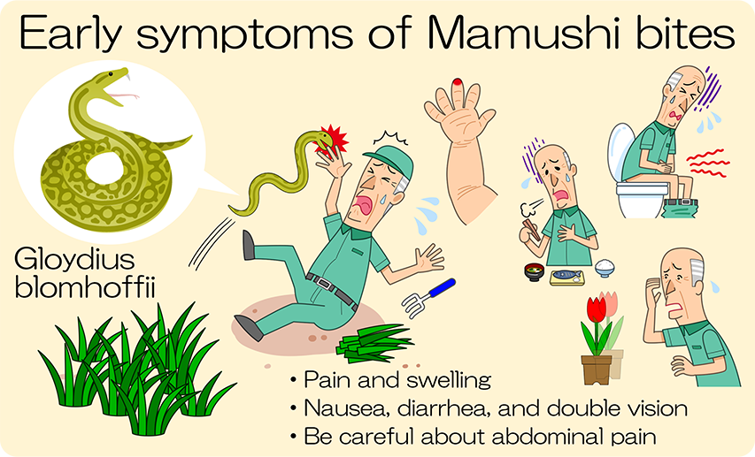 Initial symptoms of venomous snakes：Pain and swelling. Nausea and diarrhea, double vision of things. Abdominal pain.
