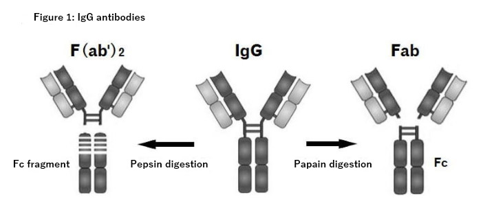 Figure 1: IgG antibodies